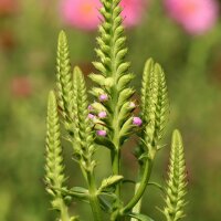 Physostégie de Virginie Rosea (Physostegia...