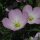Onagre rose (Oenothera speciosa) graines