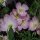 Onagre rose (Oenothera speciosa) graines
