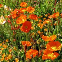 Pavot d’Islande (Papaver nudicaule) graines
