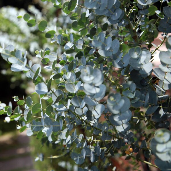 Eucalyptus à moût (Eucalyptus gunnii) graines