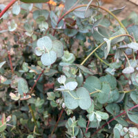 Eucalyptus à moût (Eucalyptus gunnii) graines