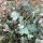 Eucalyptus à moût (Eucalyptus gunnii) graines