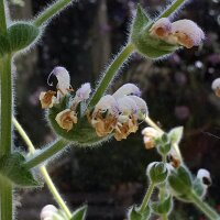 Sauge argentée Artemis (Salvia argentea)