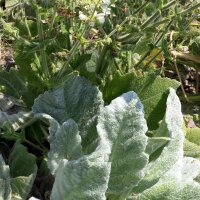 Sauge argentée Artemis (Salvia argentea)