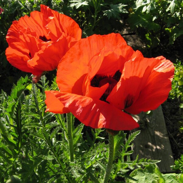 Pavot dOrient Allegro (Papaver orientale) graines