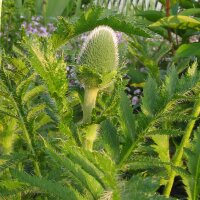 Pavot dOrient Allegro (Papaver orientale) graines