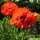 Pavot dOrient Allegro (Papaver orientale) graines