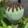 Pavot dOrient Allegro (Papaver orientale) graines