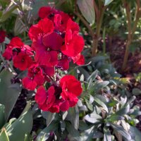 Giroflée des murailles Scarlet Emperor (Erysimum cheiri) graines