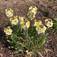 Giroflée des murailles Ivory White (Erysimum...