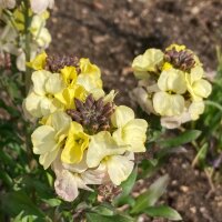 Giroflée des murailles Ivory White (Erysimum cheiri) graines