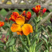 Giroflée des murailles Goliath Brown (Erysimum...