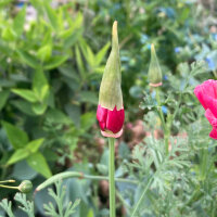 Pavot dor de Californie Rose Chiffon (Eschscholzia californica) graines