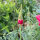 Pavot dor de Californie Rose Chiffon (Eschscholzia californica) graines