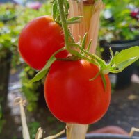 Tomate  De Berao (Solanum lycopersicum) Bio semences