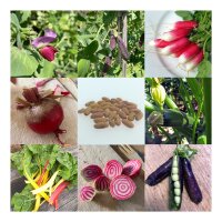 Légumes pour débutants pour balcon et jardin (bio) – Kit de graines