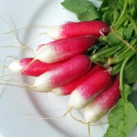 Légumes pour débutants pour balcon et jardin (bio) – Kit de graines