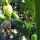 Légumes pour débutants pour balcon et jardin (bio) – Kit de graines