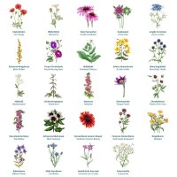 Le temps magique - Calendrier de lavent des semences bio - Livresse des fleurs sauvages