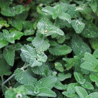 Chataire (Nepeta cataria) semences