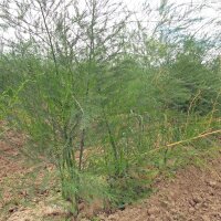 Asperge blanche Ruhm von Braunschweig (Asparagus...