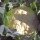 Chou-fleur Neckarperle, Perle du Neckar (Brassica oleracea var. botrytis) graines