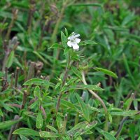 Sarriette des jardins (Satureja hortensis) graines