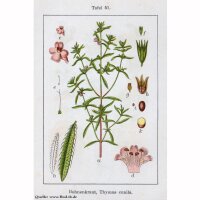 Sarriette des jardins (Satureja hortensis) graines