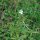 Sarriette des jardins (Satureja hortensis) graines