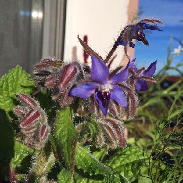 Bourrache officinale (Borago officinalis) graines