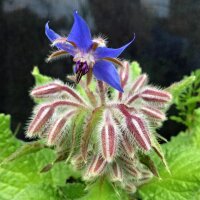 Bourrache officinale (Borago officinalis) graines