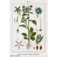 Bourrache officinale (Borago officinalis) graines