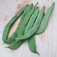 Haricot vert nain Pfälzer Juni (Phaseolus vulgaris)...