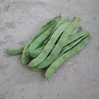 Haricot vert nain Pfälzer Juni (Phaseolus vulgaris)...