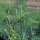 Aneth (Anethum graveolens) graines