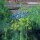 Aneth (Anethum graveolens) graines