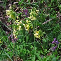 Primevère officinale (Primula veris) graines