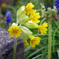 Primevère officinale (Primula veris) graines