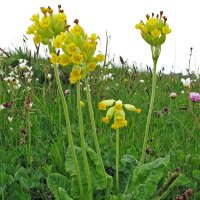 Primevère officinale (Primula veris) graines