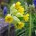 Primevère officinale (Primula veris) graines