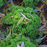 Chicorée endive Scarole verte (Cichorium endivia) graines