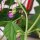 Haricot nain Delinel (Phaseolus vulgaris) graines