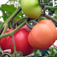 Tomate St. Pierre (Solanum lycopersicum)