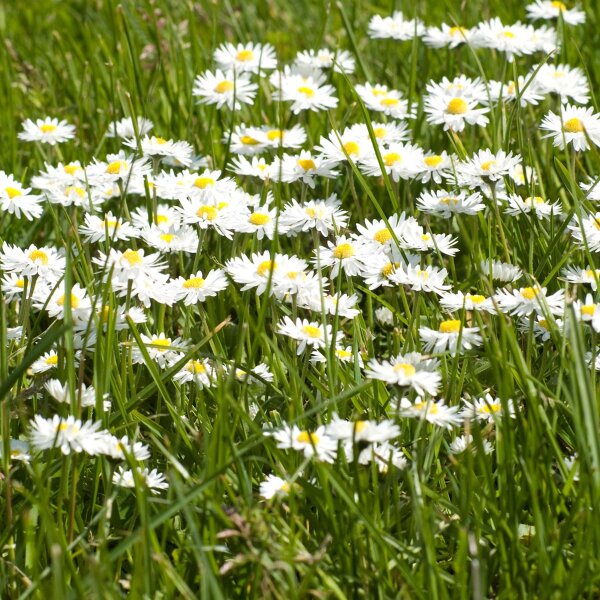 Pâquerette (Bellis perennis) graines