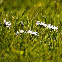 Pâquerette (Bellis perennis) graines