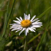 Pâquerette (Bellis perennis) graines