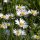 Pâquerette (Bellis perennis) graines