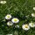 Pâquerette (Bellis perennis) graines