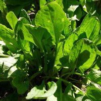 Grande oseille (Rumex acetosa) graines